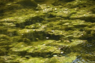 Greenish algae, algae carpet in a body of water, Germany