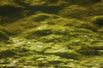 Greenish algae, algae carpet in a body of water, Germany