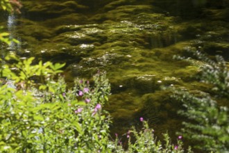 Greenish algae, algae carpet in a body of water, Germany