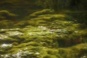 Greenish algae, algae carpet in a body of water, Germany