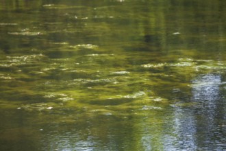 Greenish algae, algae carpet in a body of water, Germany