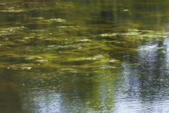 Greenish algae, algae carpet in a body of water, Germany