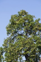 Ripe apples hanging on an apple tree, Germany
