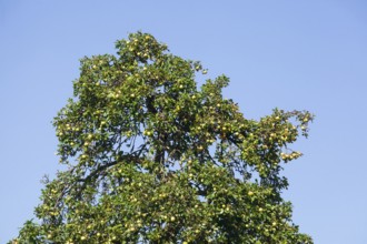 Ripe apples hanging on an apple tree, Germany