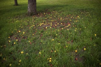 Fallen fruit, rotten apples lying on the ground, meadow, orchard, Reutlingen, Baden-Württemberg,