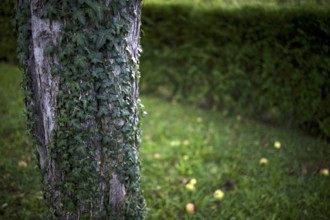 Ivy climbing up the trunk of an apple tree, fallen fruit, rotten apples lying on the ground,