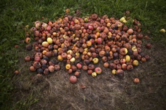 Fallen fruit, rotten apples lying on the ground, meadow, orchard, Reutlingen, Baden-Württemberg,