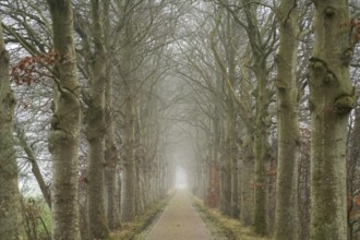 All about Nienoord Castle in the fog, Leek, Groningen, Netherlands
