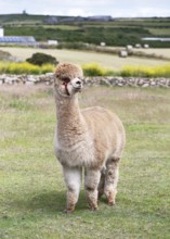 Charming, fluffy light brown alpaca (Llama pacos) with a red halter stands attentively and