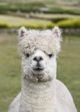 Cute, fluffy white alpaca (Llama pacos) with a shaggy head of hair stands calmly in a green meadow.