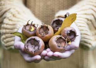 Girl presents ripe medlar fruit (Mespilus germanica), freshly harvested from the tree. The scene