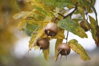 Brown medlars (Mespilus germanica) ripen between bright yellow leaves in autumn garden. The fruit