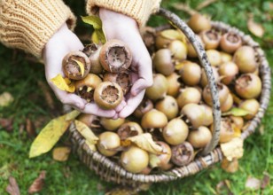 Hands holding medlars (Mespilus germanica) over a basket full of fruit in the garden, autumnal