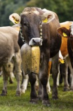 Cattle drive, cattle drive, domestic cattle (Bovidae), cowbell, Oberstdorf, Oberallgäu, Allgäu