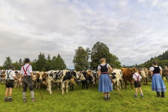 Cattle drive, cattle drive, domestic cattle (Bovidae), herd, shepherdess, children, lederhosen,