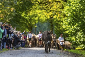 Cattle drive, cattle drive, shepherd, lederhosen, braces, felt hat, traditional traditional