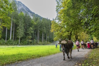 Cattle drive, cattle drive, domestic cattle (Bovidae), cowbell, shepherd, shepherdess, lederhosen,