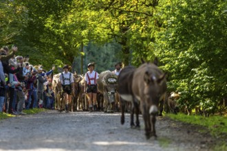 Cattle drive, cattle drive, shepherd, lederhosen, braces, felt hat, traditional traditional
