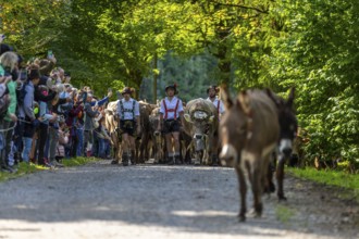 Cattle drive, cattle drive, shepherd, lederhosen, braces, felt hat, traditional traditional