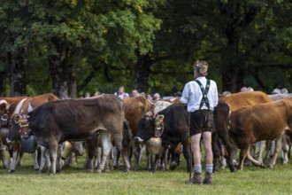 Cattle drive, cattle drive, alpine herdsman, lederhosen, braces, felt hat, traditional traditional
