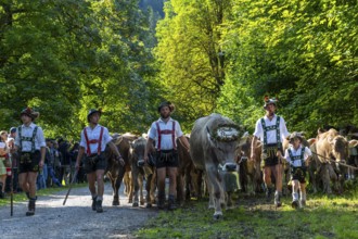 Cattle drive, cattle drive, herdsman, boy, lederhosen, braces, felt hat, traditional traditional