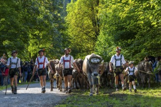 Cattle drive, cattle drive, herdsman, boy, lederhosen, braces, felt hat, traditional traditional