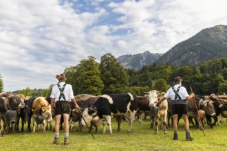 Cattle drive, cattle drive, alpine herdsmen, lederhosen, braces, felt hat, traditional traditional