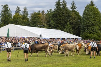 Cattle seperation, cattle drive, alpine herdsmen, lederhosen, domestic cattle (Bovidae), herd,