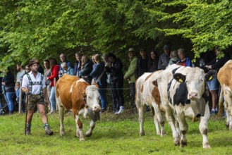Cattle drive, cattle drive, herdsman, lederhosen, dirndl, traditional traditional costume, cattle