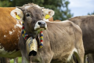 Cattle drive, cattle drive, domestic cattle (Bovidae), cowbell, lederhosen, traditional traditional