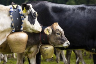 Cattle drive, cattle drive, domestic cattle (Bovidae), cowbell, Oberstdorf, Oberallgäu, Allgäu