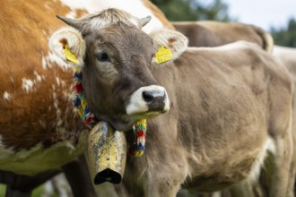 Cattle drive, cattle drive, domestic cattle (Bovidae), cowbell, lederhosen, traditional traditional