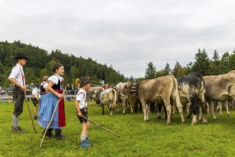 Cattle drive, cattle drive, domestic cattle (Bovidae), shepherd, shepherdess, children, lederhosen,