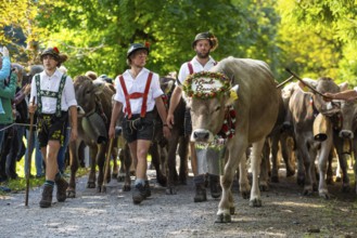 Cattle drive, cattle drive, herdsman, boy, lederhosen, braces, felt hat, traditional traditional