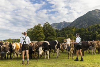 Cattle drive, cattle drive, alpine herdsmen, lederhosen, braces, felt hat, traditional traditional