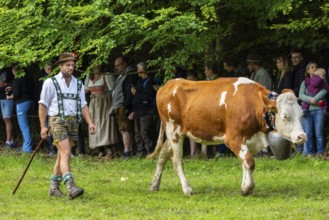 Cattle drive, cattle drive, herdsman, lederhosen, dirndl, traditional traditional costume, cattle
