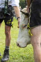 Cattle drive, herdsman, cattle (Bovidae), lederhosen, traditional traditional costume, Oberstdorf,