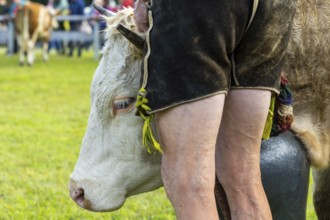 Cattle drive, herdsman, cattle (Bovidae), lederhosen, traditional traditional costume, Oberstdorf,