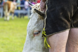 Cattle drive, herdsman, cattle (Bovidae), lederhosen, traditional traditional costume, Oberstdorf,