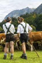 Cattle drive, cattle drive, domestic cattle (Bovidae), alpine herdsmen, lederhosen, braces, felt