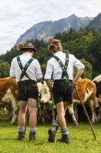 Cattle drive, cattle drive, domestic cattle (Bovidae), alpine herdsmen, lederhosen, braces, felt