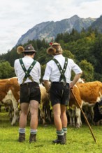 Cattle drive, cattle drive, domestic cattle (Bovidae), alpine herdsmen, lederhosen, braces, felt