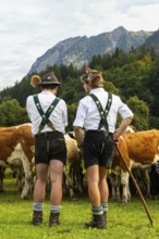 Cattle drive, cattle drive, domestic cattle (Bovidae), alpine herdsmen, lederhosen, braces, felt