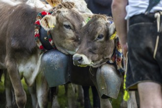 Cattle drive, cattle drive, domestic cattle (Bovidae), cowbell, herdsman, lederhosen, traditional