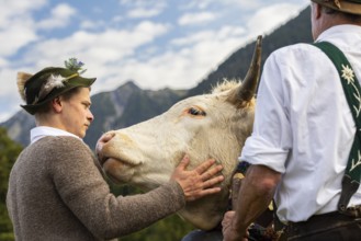 Cattle drive, herdsman stroking cattle (Bovidae), lederhosen, traditional traditional costume,