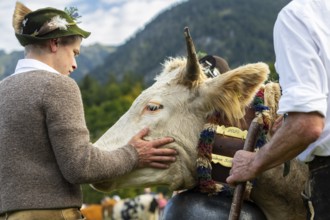 Cattle drive, herdsman stroking cattle (Bovidae), lederhosen, traditional traditional costume,