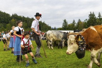 Cattle drive, cattle drive, domestic cattle (Bovidae), herdsman, children, lederhosen, dirndl,