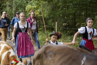 Cattle drive, cattle drive, domestic cattle (Bovidae), shepherdess, children, lederhosen, dirndl,