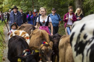 Cattle drive, cattle drive, domestic cattle (Bovidae), shepherdess, children, lederhosen, dirndl,