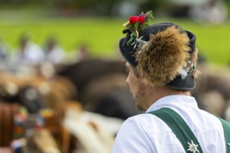 Cattle drive, cattle drive, alpine herdsman, felt hat, chamois beard, traditional traditional
